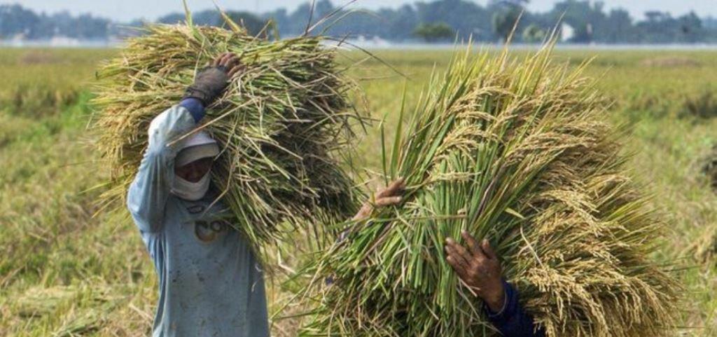 sawah