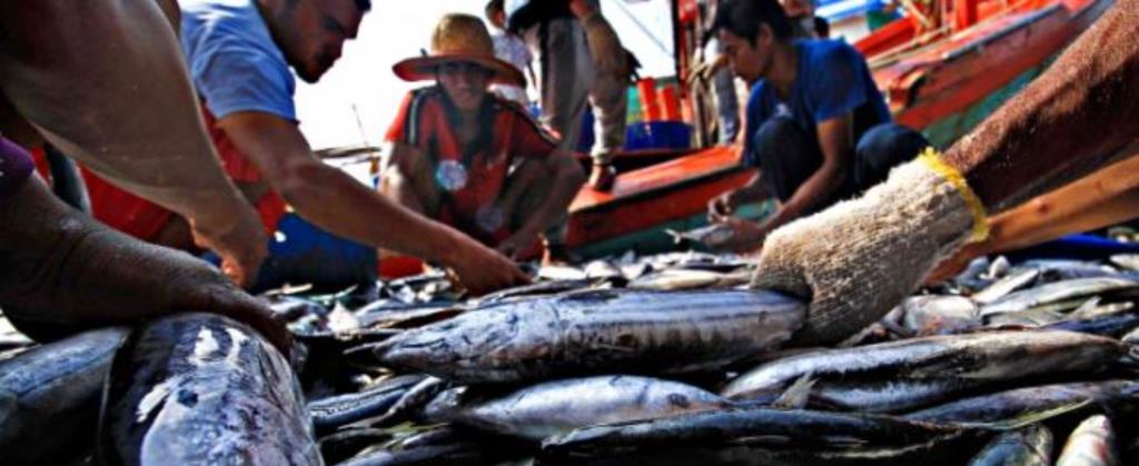 ikan