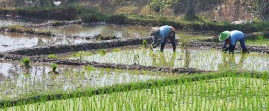 sawah