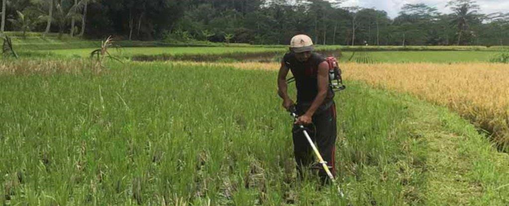 sawah