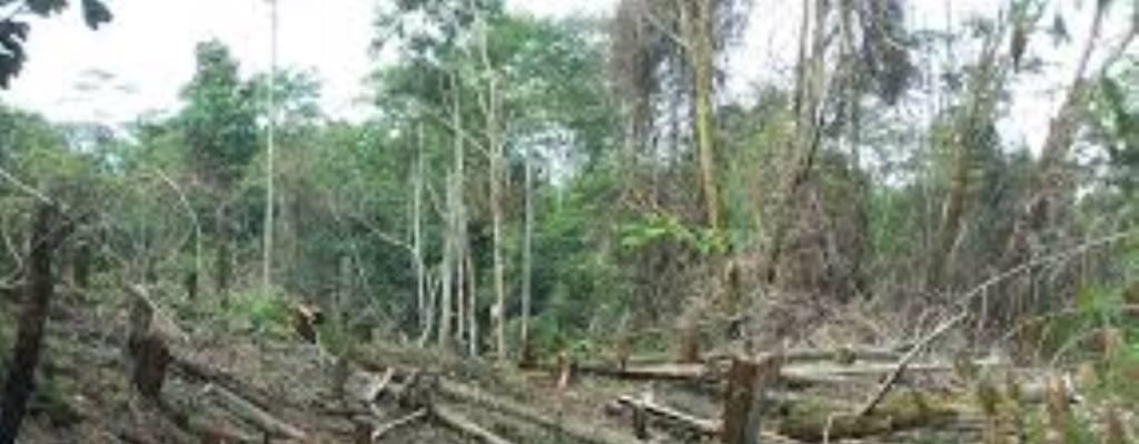 hutan